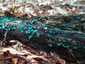 Rézrozsdaszínű csészegomba (Chlorociboria aeruginascens), Zemplén